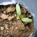 거리농장 이미지