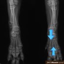 가락종합동물병원 이미지