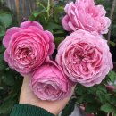 초강농장 이미지