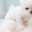 이정훈 강아지 이미지