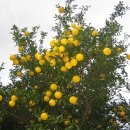 청산농장 이미지