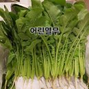 열무 이미지