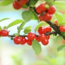 고향초가집 이미지