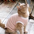 옷고르는고양이