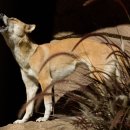 애견백과 - 뉴기니아 싱잉 도그 (New Guinea Singing Dog)﻿ 이미지