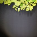 엄청난 폭우/천둥/번개 이미지