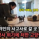 반려인의 사고사로 남겨진 고양이들을 구조하러 간 고양이탐정 이미지