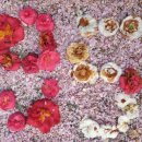 동살공원 이미지