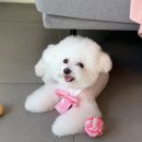 그루밍 501 이미지