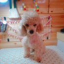 이쁘개(내포신도시점) 이미지