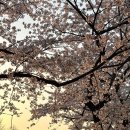 노을이내리는나루 | 서울 벚꽃 명소 여의도 한강공원 벚꽃축제 피크닉, 노을뷰