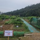 청룡텃밭 이미지