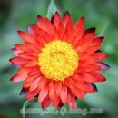 로단테(Rhodanthe) 이미지