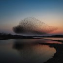 청남오리 이미지