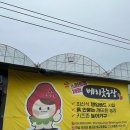 보성, 벌교, 순천 딸기체험 베리굿농장 후기 | 전남 여행 아이랑 가볼만한곳