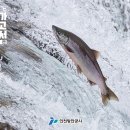 해룡 이미지