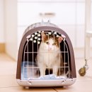 가방위에 고양이 이미지