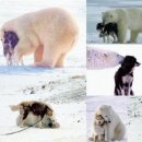 동물들의 아름다운 우정 이미지