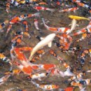 진천관상어 이미지