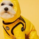 퍼피엔젤 이미지