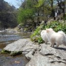 가평노팅힐계곡애견펜션 이미지