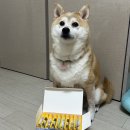 마스코타 펫 이미지