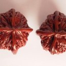 호도