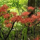 황산공원(황산A) 이미지