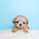 퍼피당강아지 안산본점 이미지