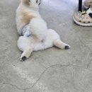 양산유캔애견미용학원