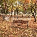 그리움의 가을 낙엽- 이미지