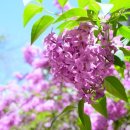 라일락 이미지
