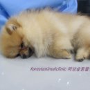 하남숲동물병원 이미지