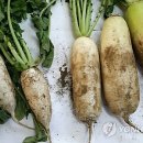 백수농업협동조합 이미지