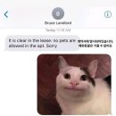 바른 고양이