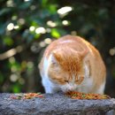 21세기동물병원 이미지