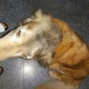 우리집 개구쟁이 이미지