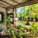 창말로 | 경주 미사화 카페 목향장미 시즌 아니면 어떨까? 예약하고 직접 다녀온 내돈내산 솔직후기