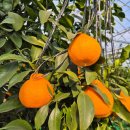 도고농장 이미지