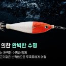 비다쭈꾸미 이미지