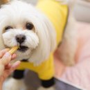 개전부리 이미지