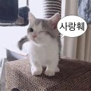 사랑을담아뜽냥이에게~☆ #50 이미지