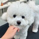 티파니&펫 이미지
