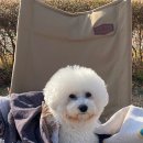 오수애견캠핑장 이미지