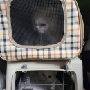 미용집사 | 광주 고양이 미용 전문샵! &#39;고양이 집사&#39; 내돈내산 후기