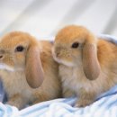 양이멍이 이미지