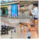 더피아노스토리피아노교습소 - 남구 팔등로 85 | 제주 세계자동차&피아노 박물관 후기, 기대 이상이었던 제주 아이와 가볼만한곳