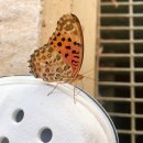 나비사주카페 이미지