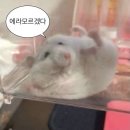 [도쿄] Day3: 시부야 스트리머커피ㅣ시부야 돈까스 맛집 돈카츠 와코ㅣ모리미술관 루이스 부르주아展ㅣ...