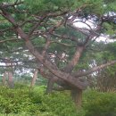 청록수 이미지